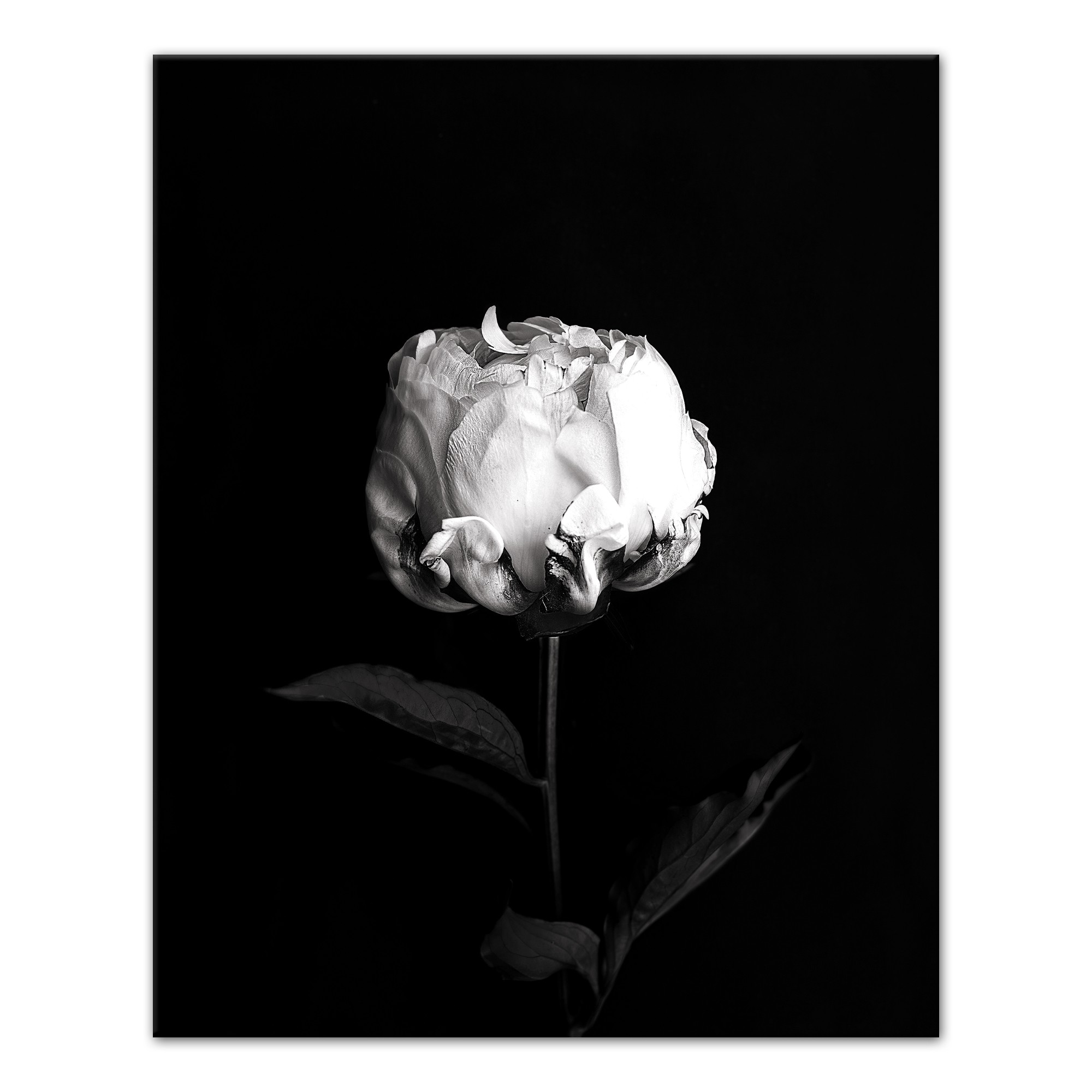 White Rose on Black Background 24x30 Canvas Wall Art