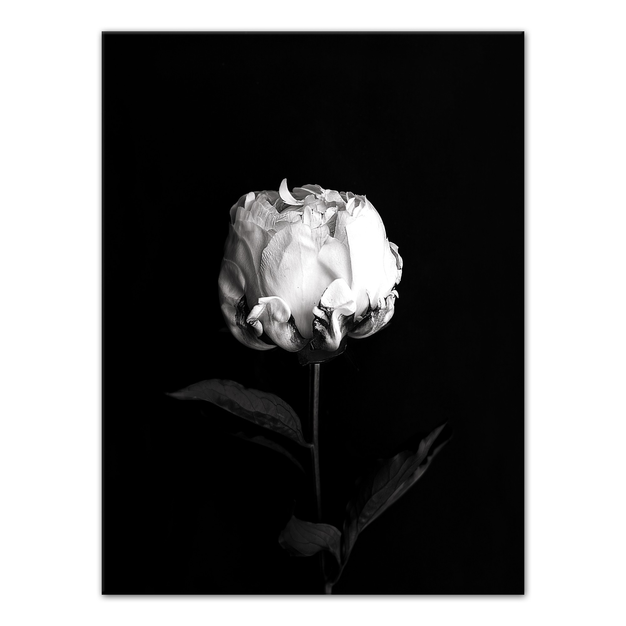 White Rose on Black Background 30x40 Canvas Wall Art