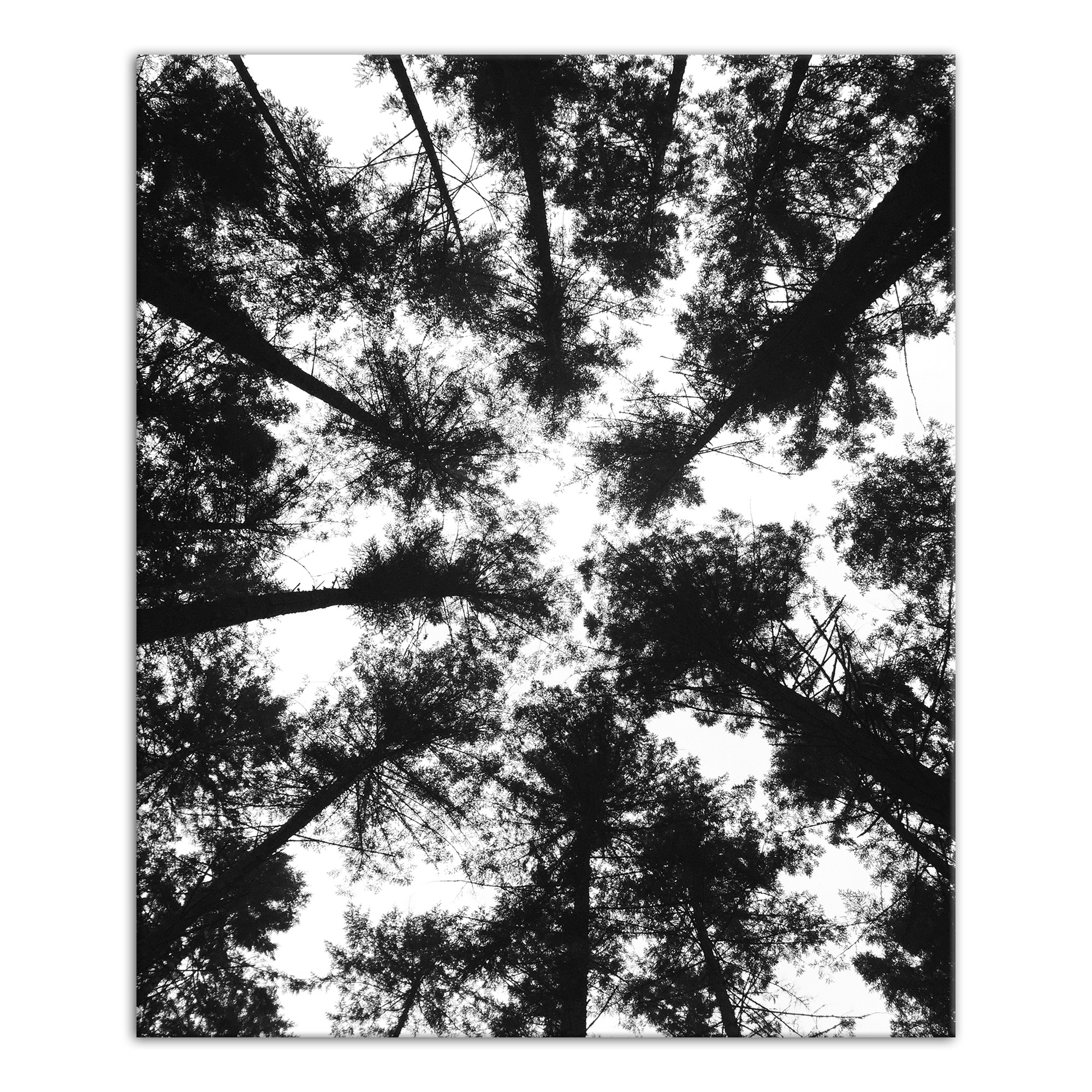 Black and White Tree Lookup 20x24 Canvas Wall Art