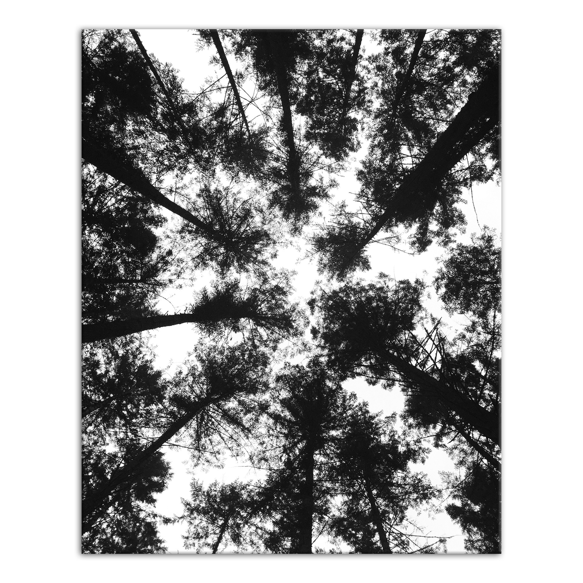Black and White Tree Lookup 24x30 Canvas Wall Art