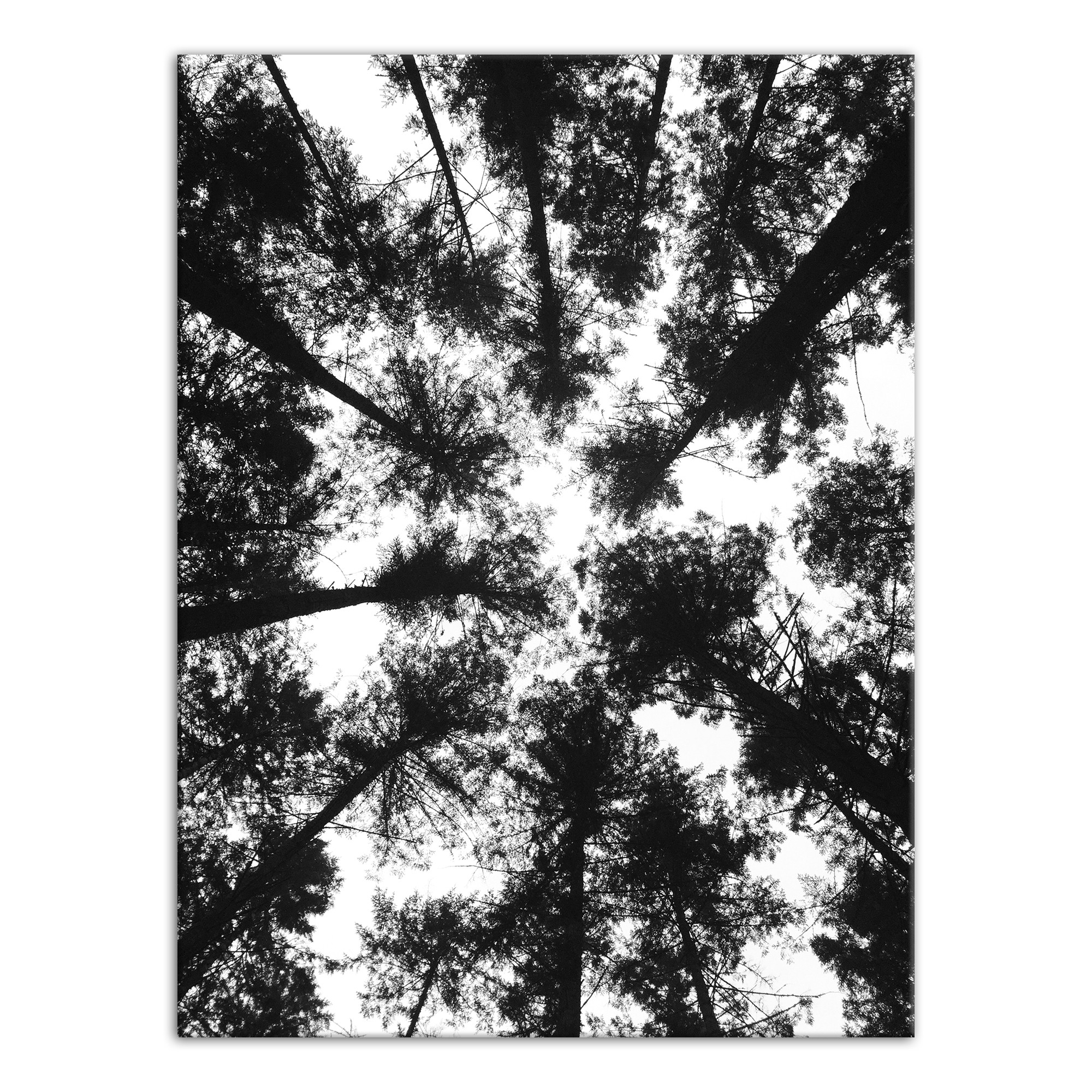 Black and White Tree Lookup 30x40 Canvas Wall Art