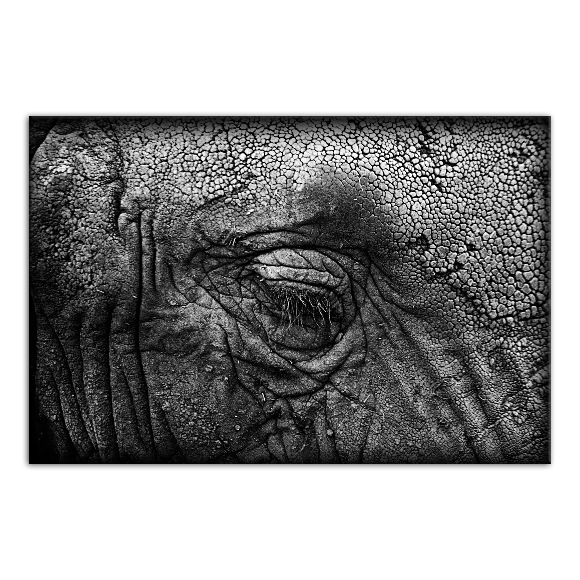 Elephant Skin Texture 24x36 Canvas Wall Art