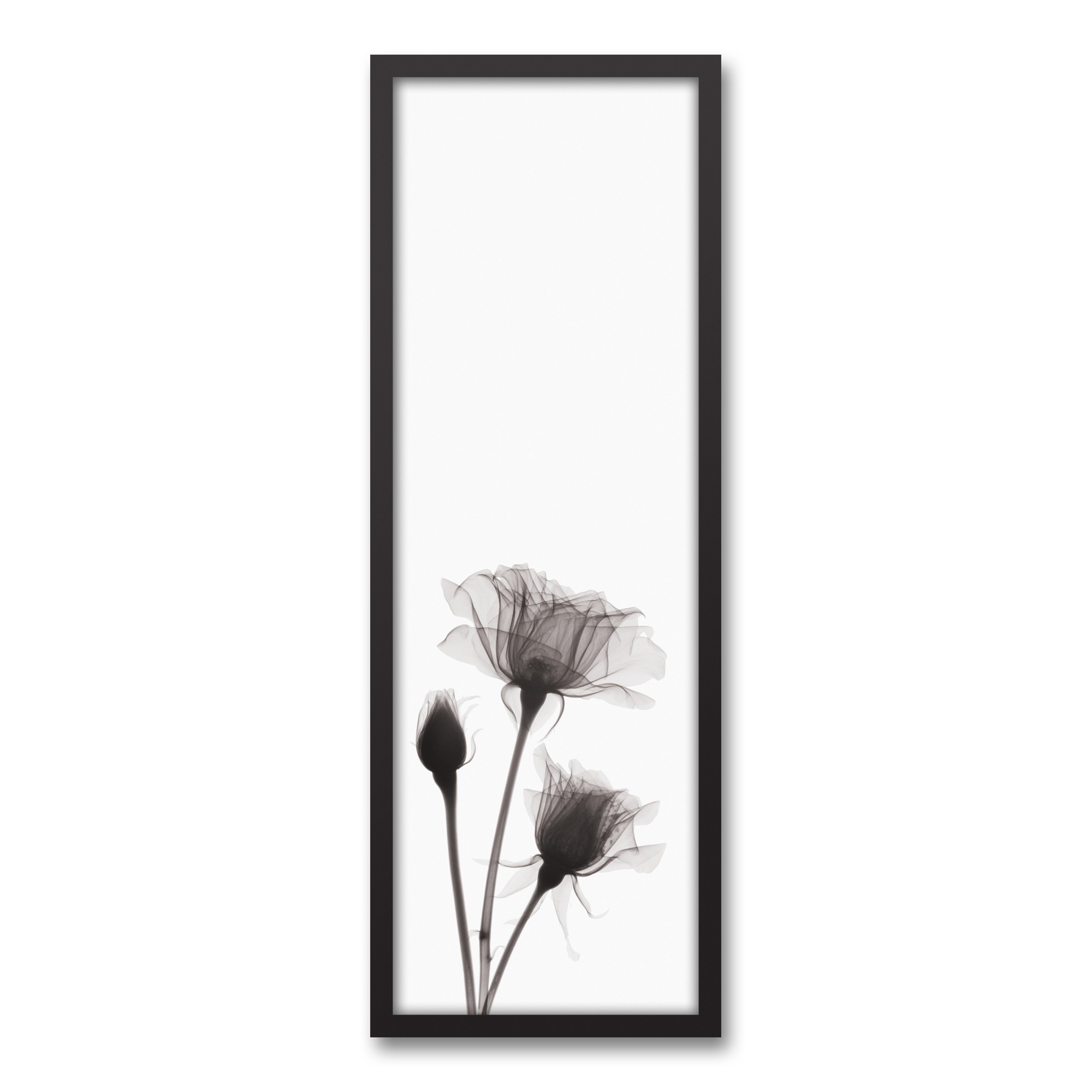 Transparent Black and White Rose Wall Art