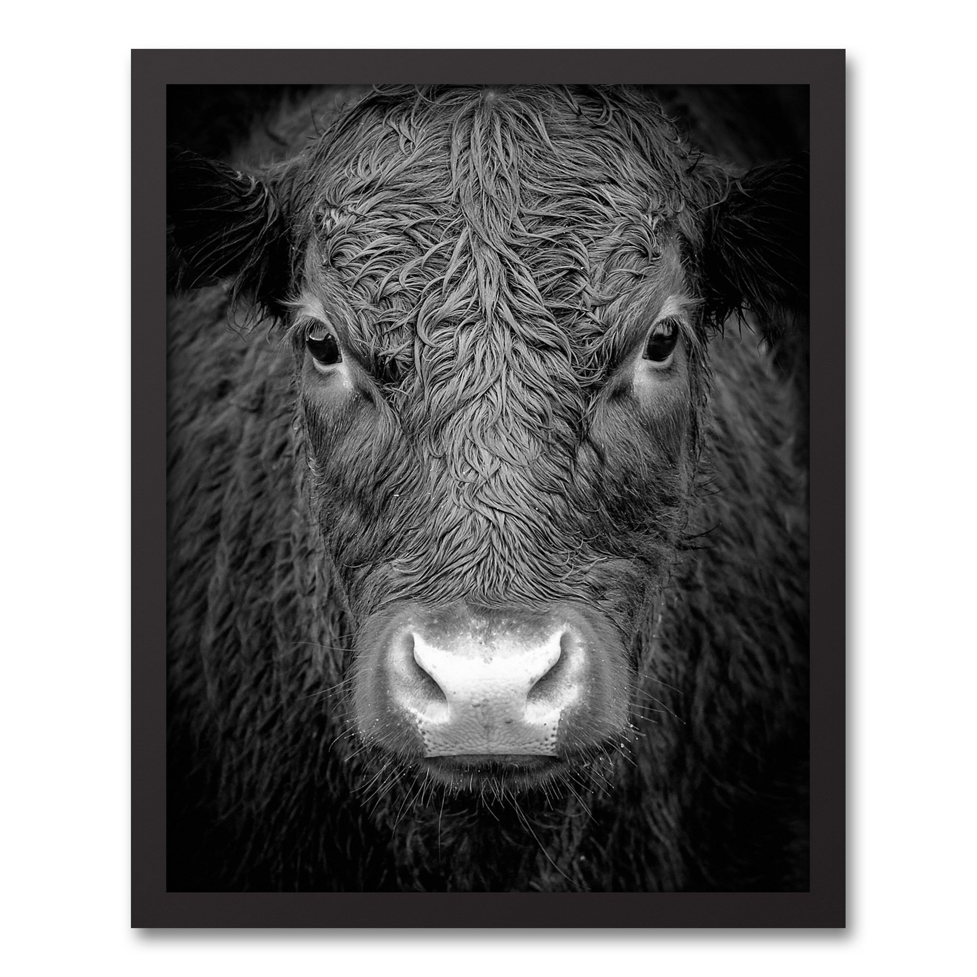 Black and White Cow 16x20 Black Framed Canvas