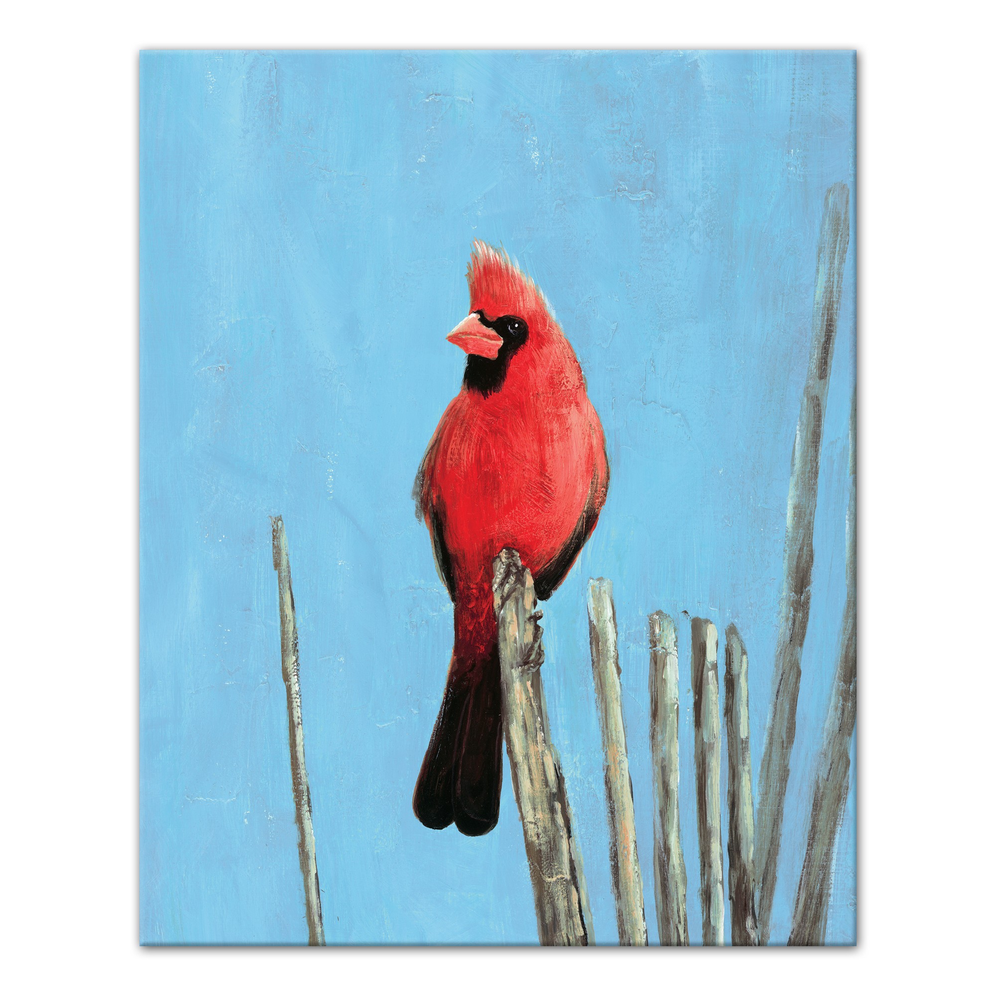 Cardinal On A Branch 16x20 Canvas Wall Art
