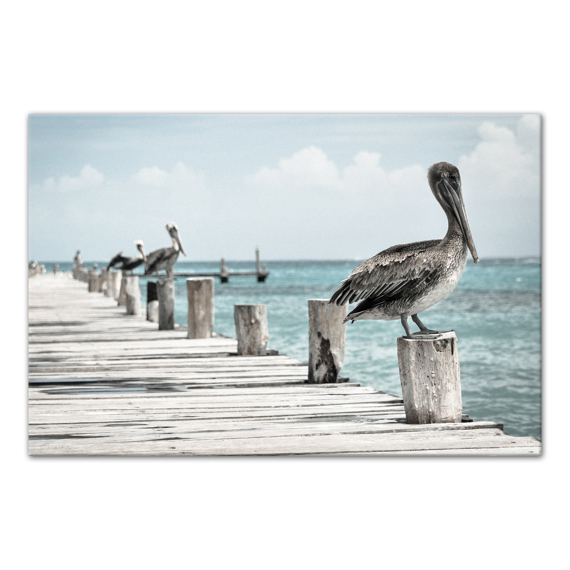 Perched Pelican 20x30 Canvas Wall Art