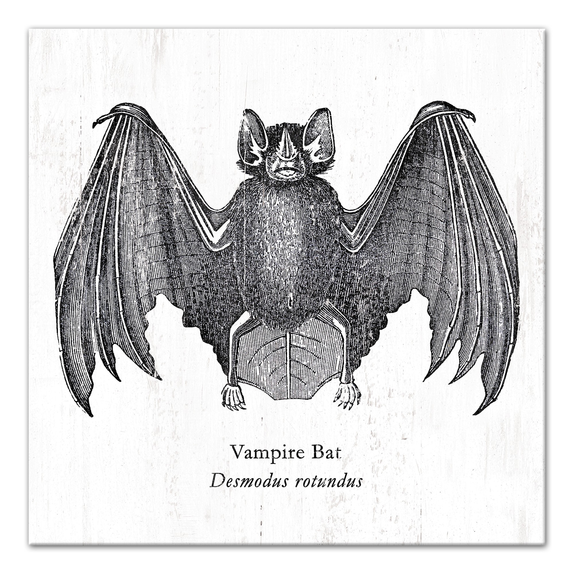 Vampire Bat 12x12 Canvas Wall Art