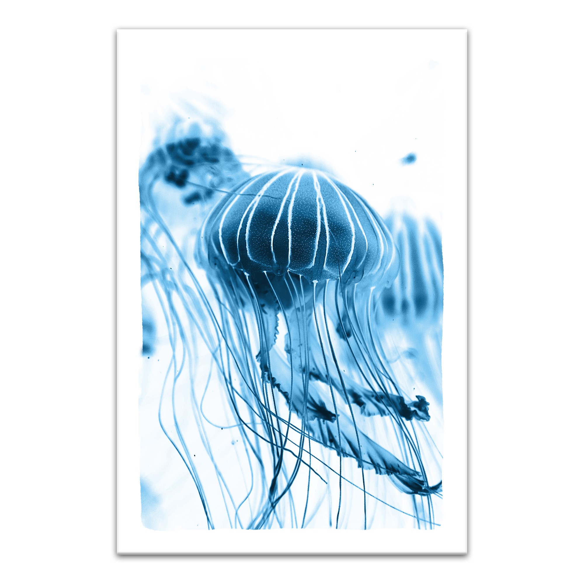 Bright Blue Jellyfish 12x18 Canvas Wall Art