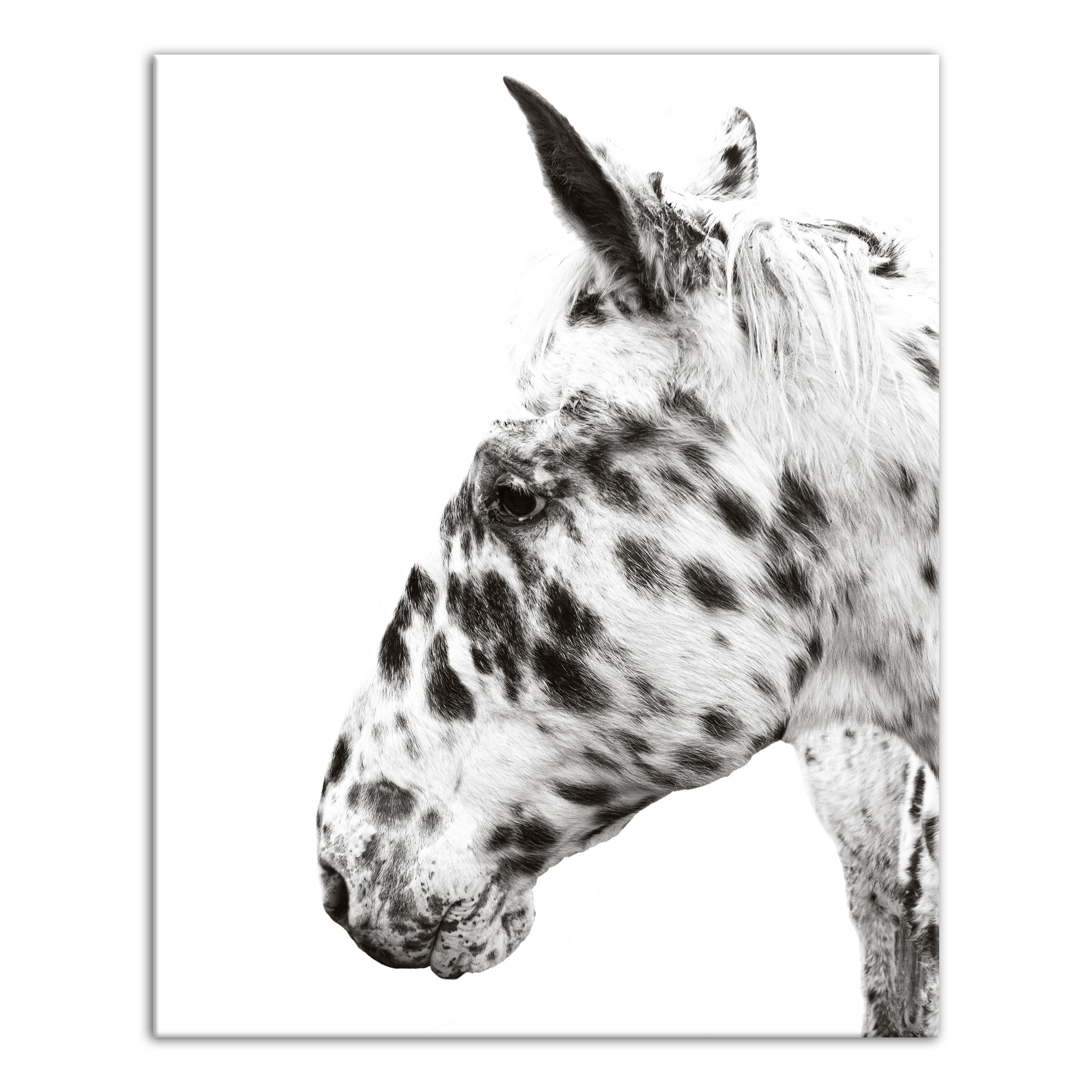 Black and White Dalmatian Horse 16x20 Canvas Wall Art