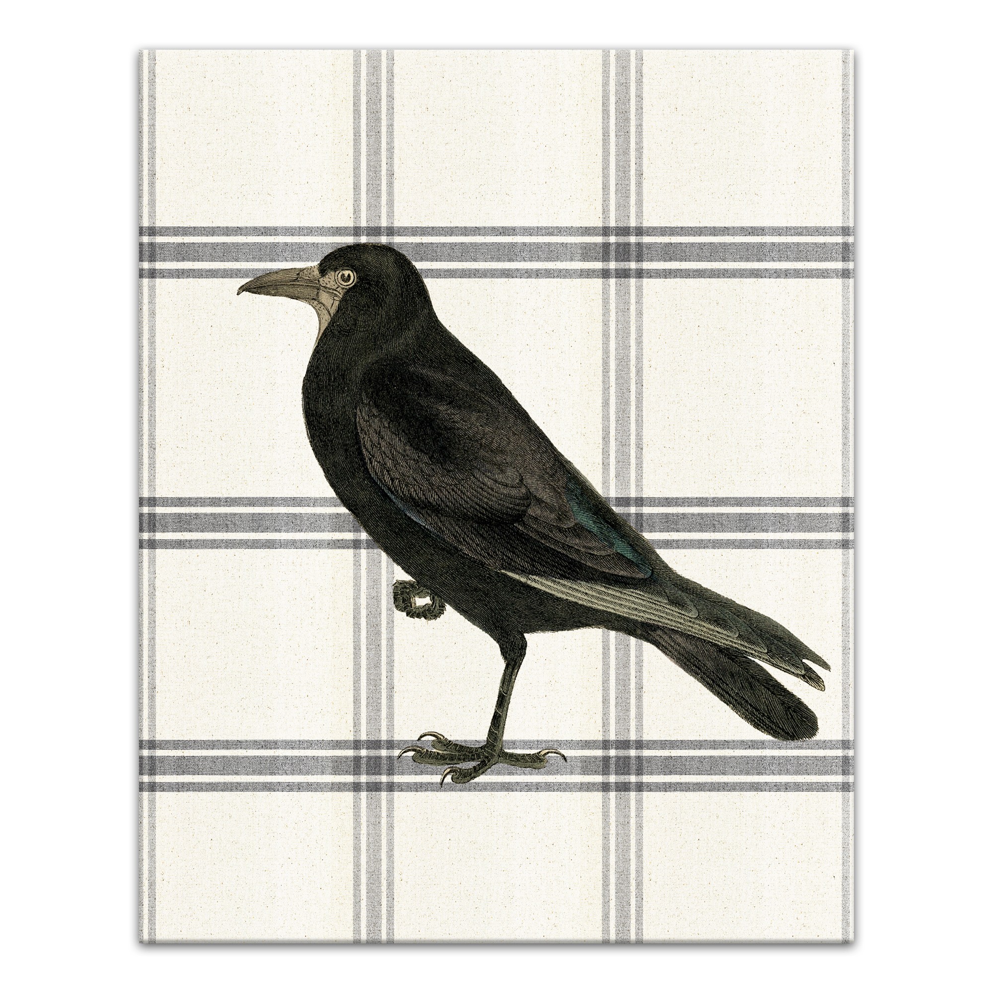 Raven on Plaid 16x20 Canvas Wall Art