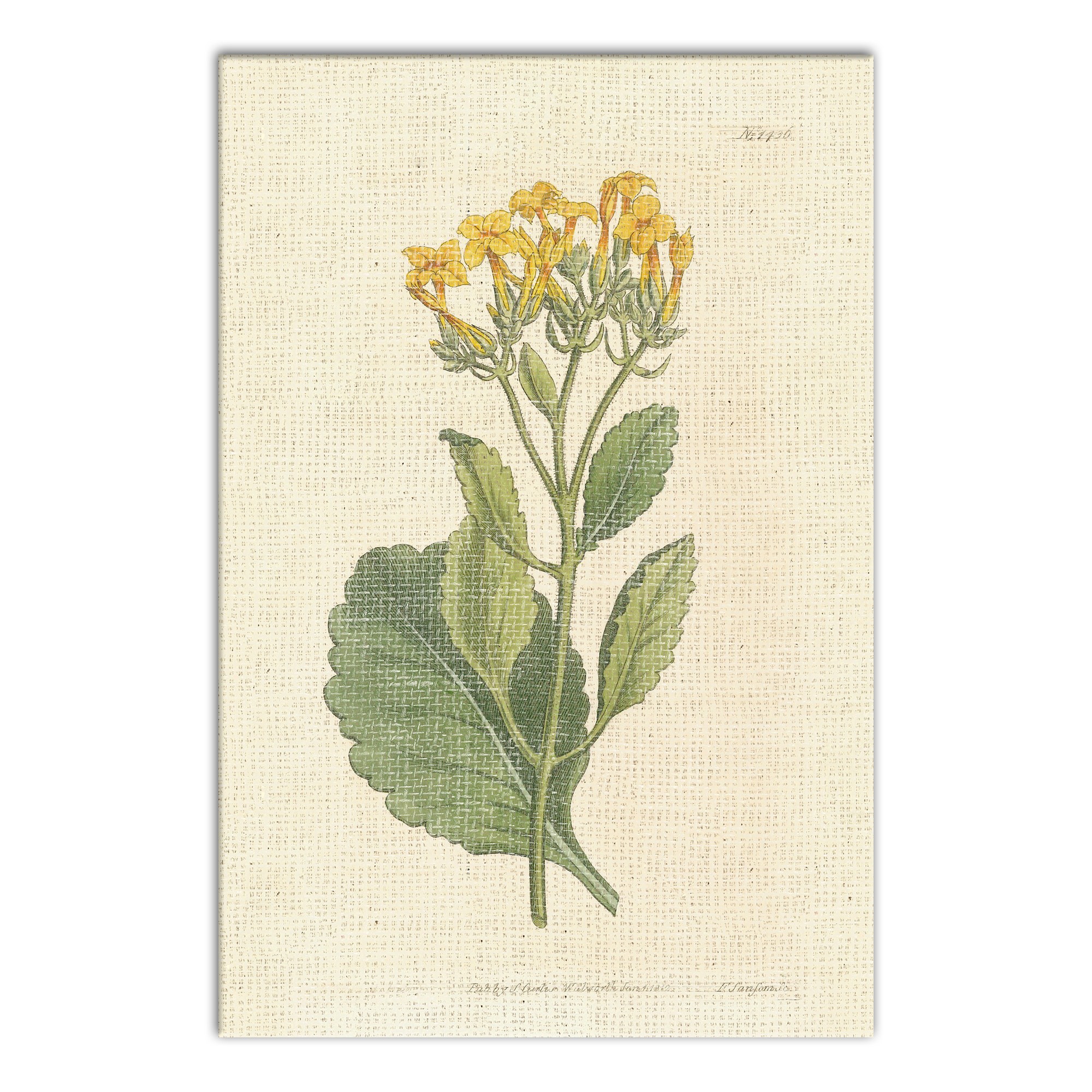 Scientific Botanical II 12x18 Canvas Wall Art