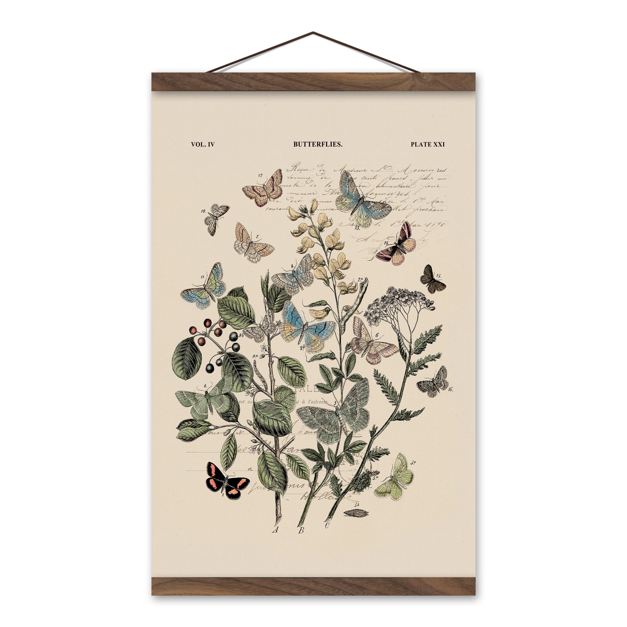 Vintage Butterfly Diagram 12x18 Teak Hanging Canvas