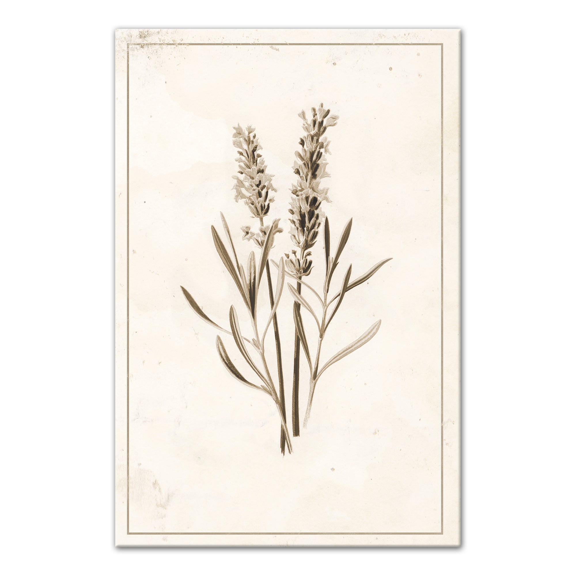 Lavender on Stained Paper 12x18 Canvas Wall Art