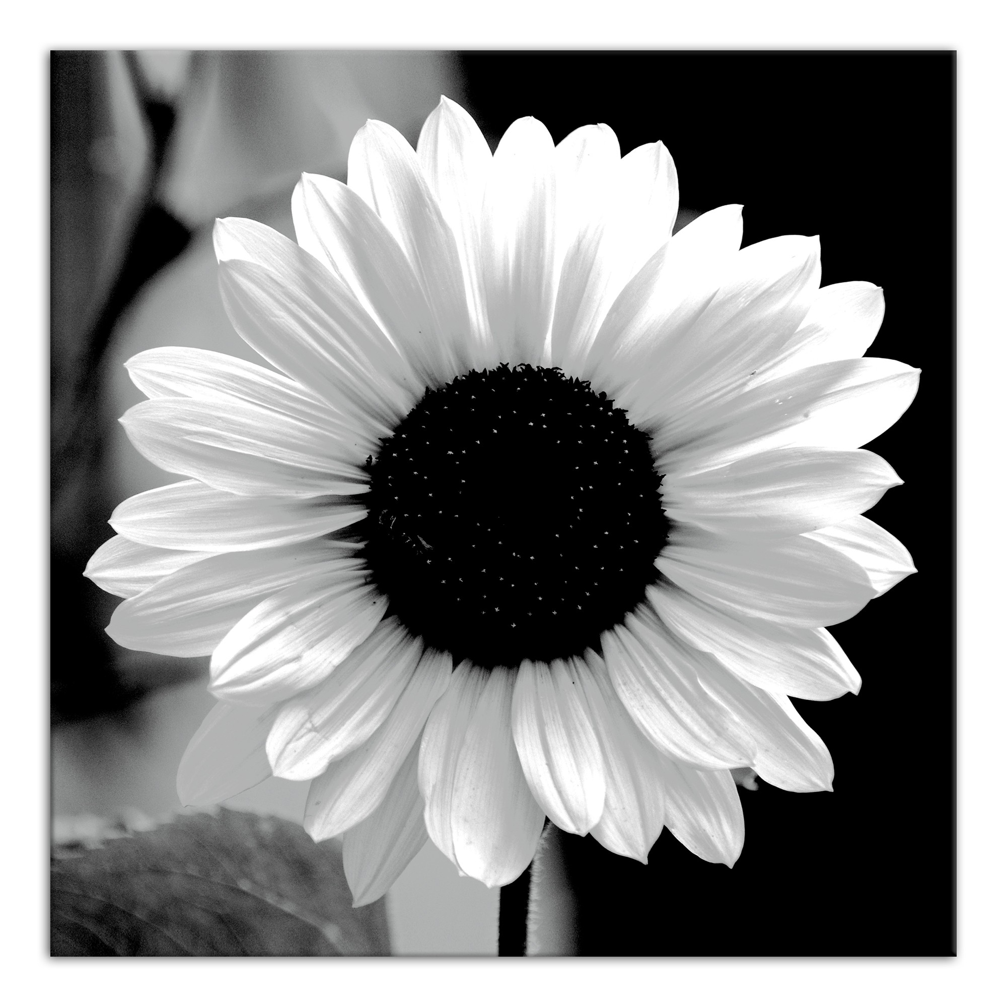 B&W Flower 16x16 Canvas Wall Art