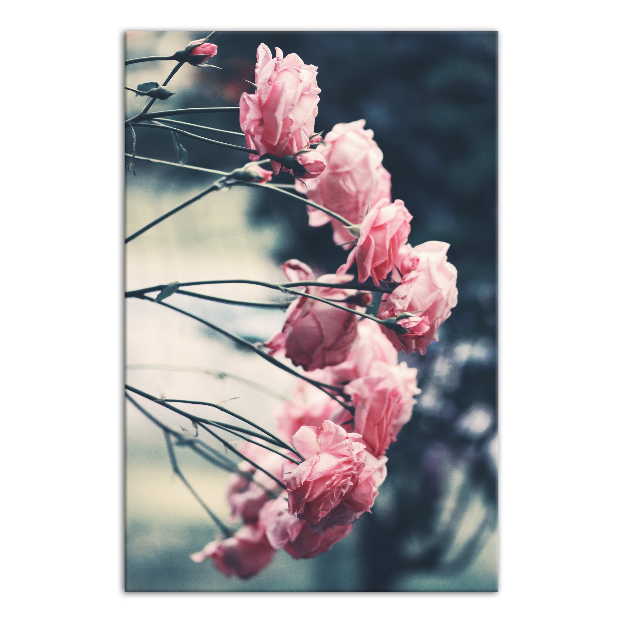Pink Roses 16x24 Canvas Wall Art