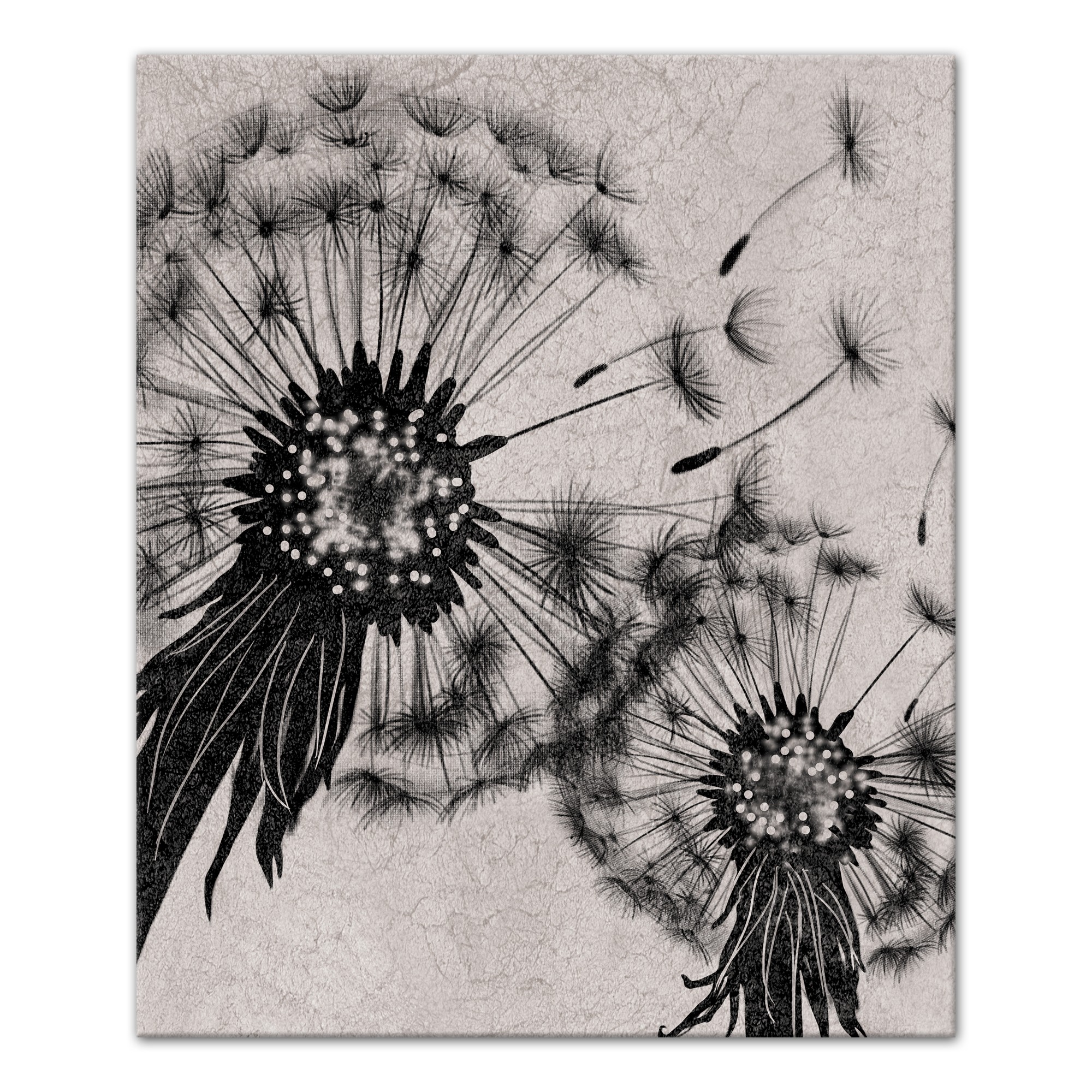 Black and White Dandelion 20x24 Canvas Wall Art