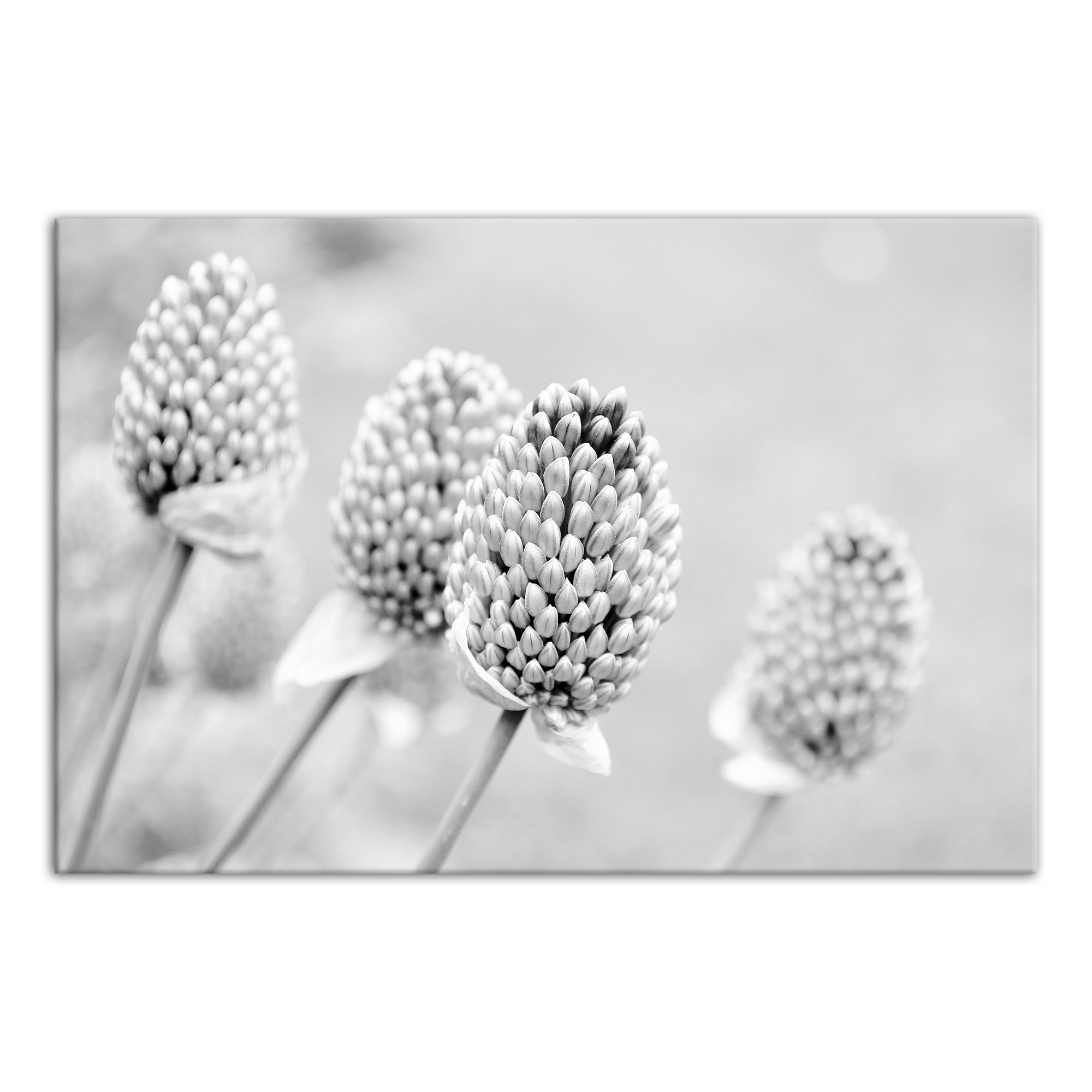 Gray Flower Bulbs 30x20 Canvas Wall Art
