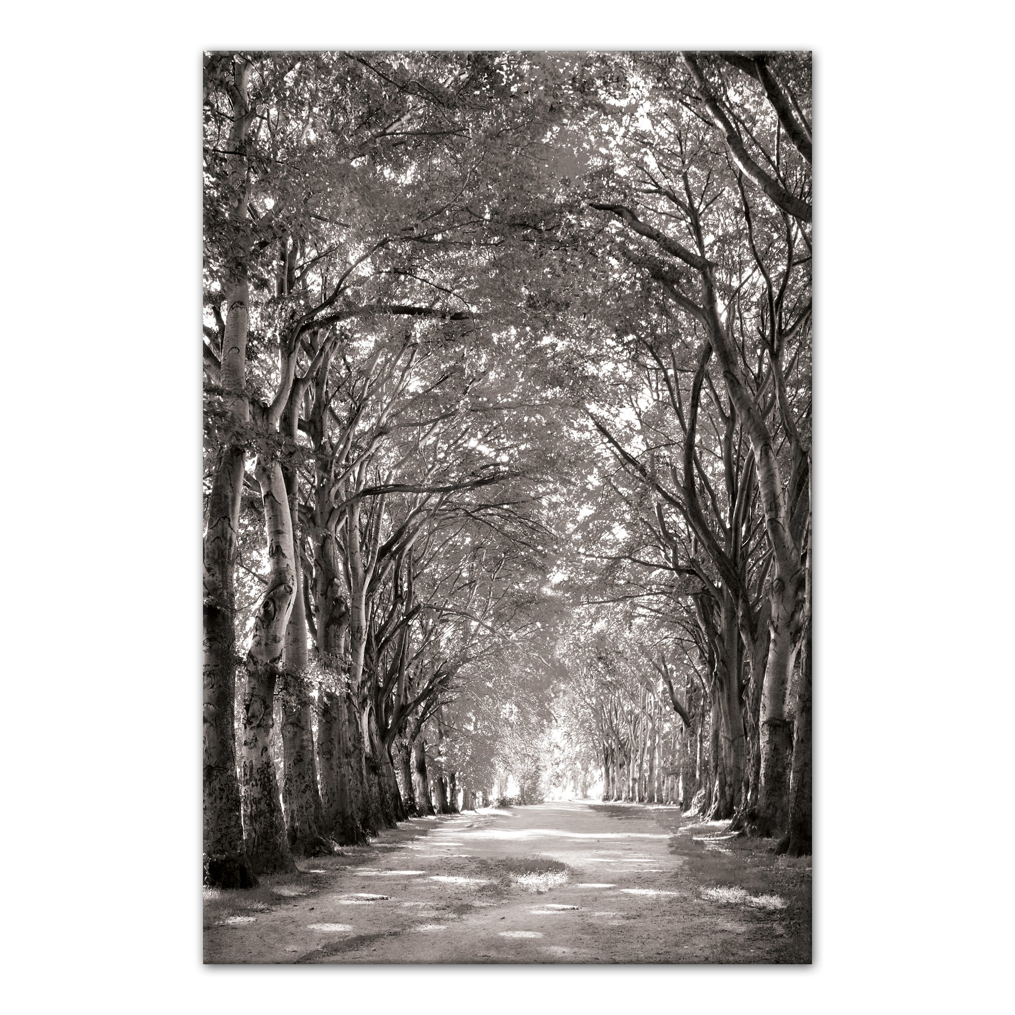 Black and White Tree Path 20x30 Canvas Wall Art