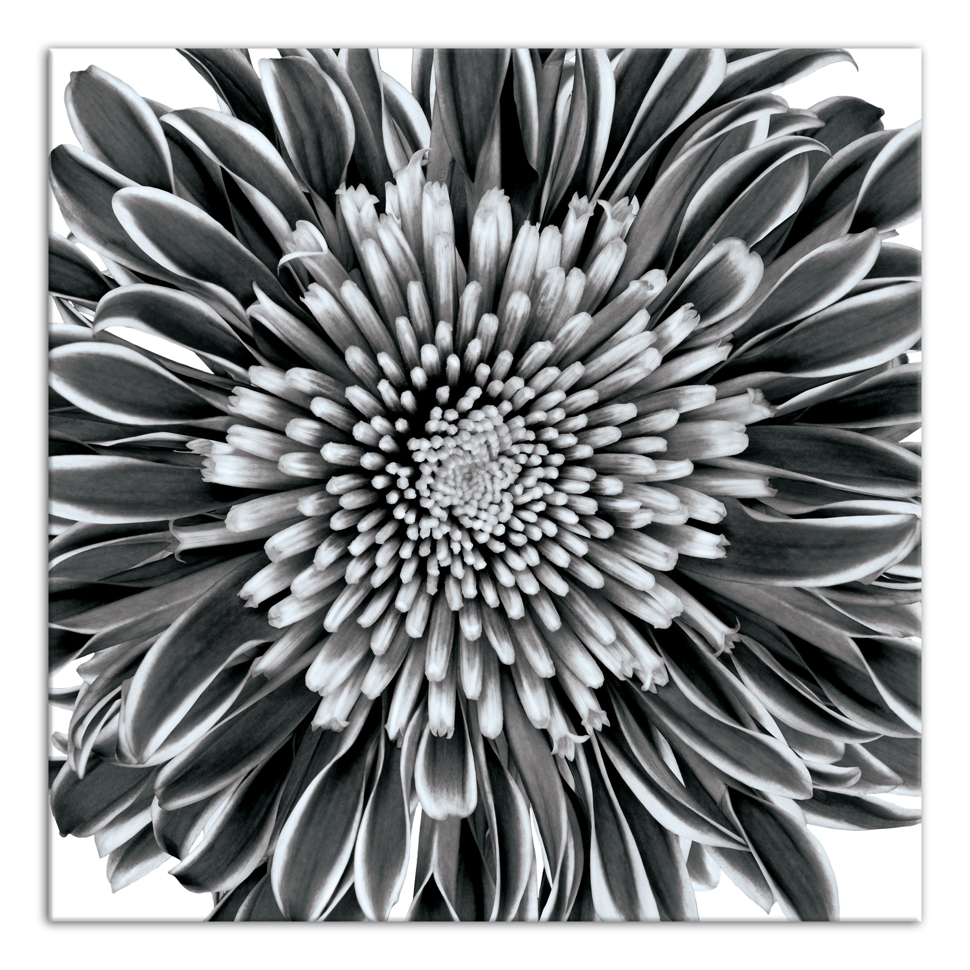 Gray Flower Photograph 36x36 Canvas Wall Art