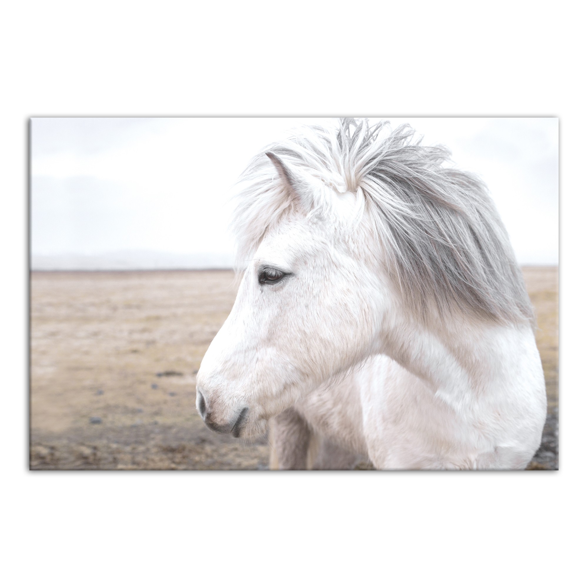 Horse in Field 30x20 Canvas Wall Art