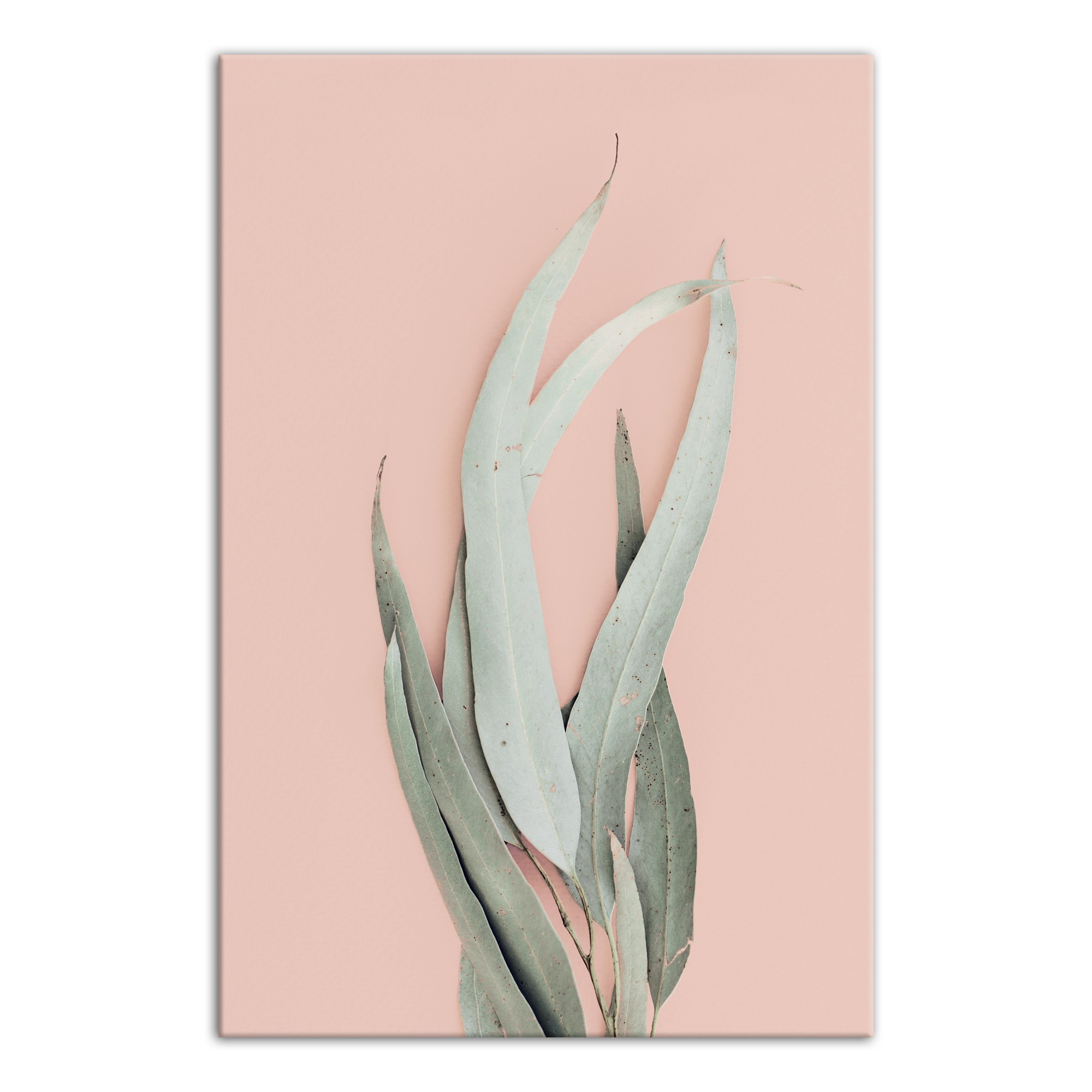 Leaf With Blush  20x30 Canvas Wall Art