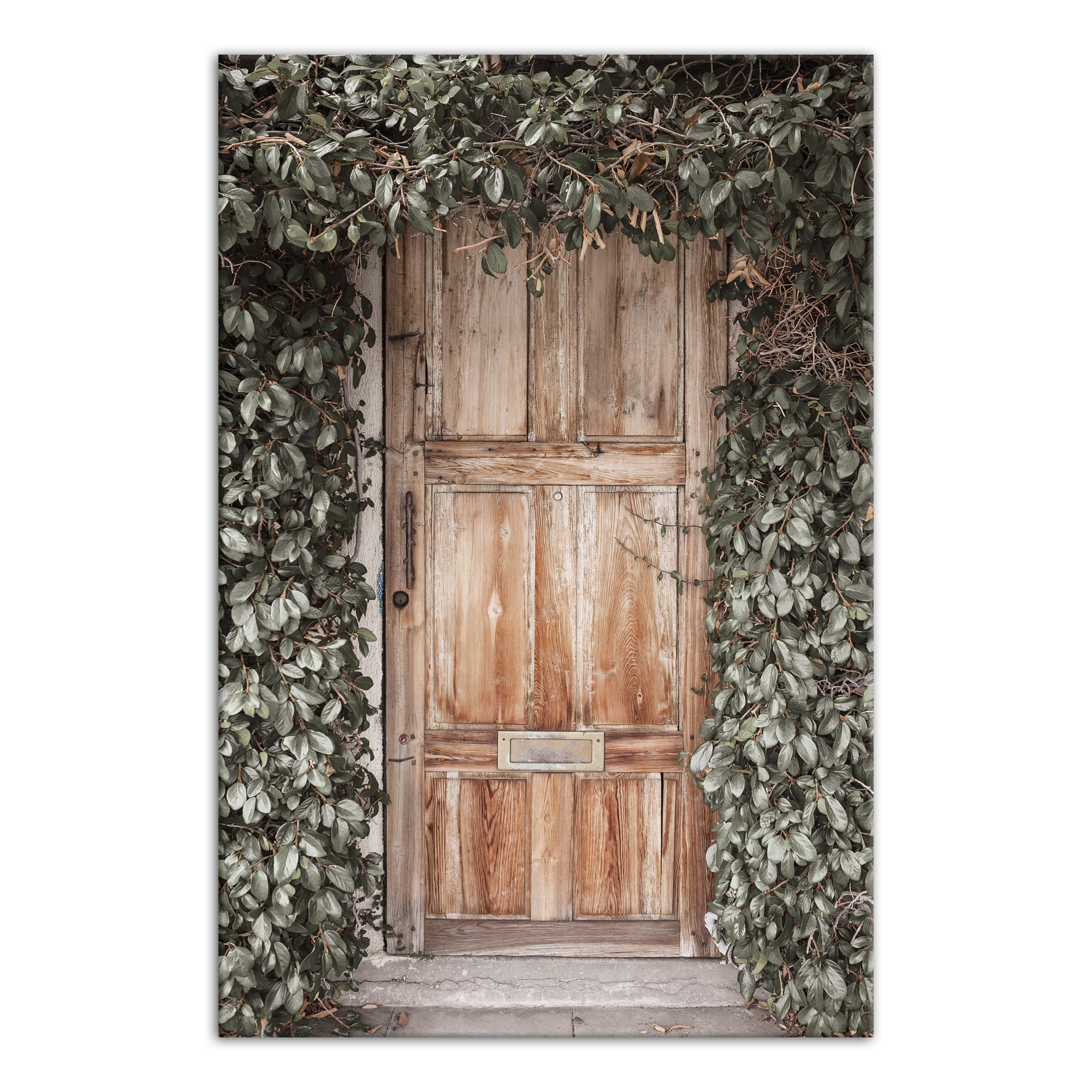 Wooden Door With Ivy  20x30 Canvas Wall Art