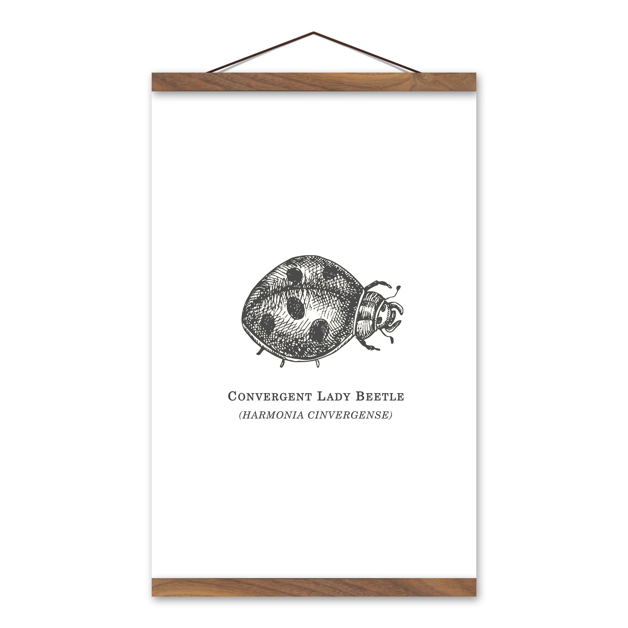 Convergent Lady Beetle 12x18 Teak Hanging Canvas