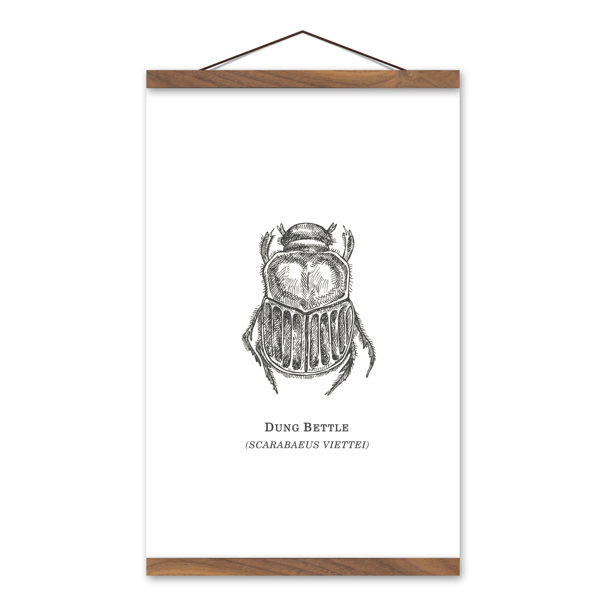 Dung Beetle 12x18 Teak Hanging Canvas