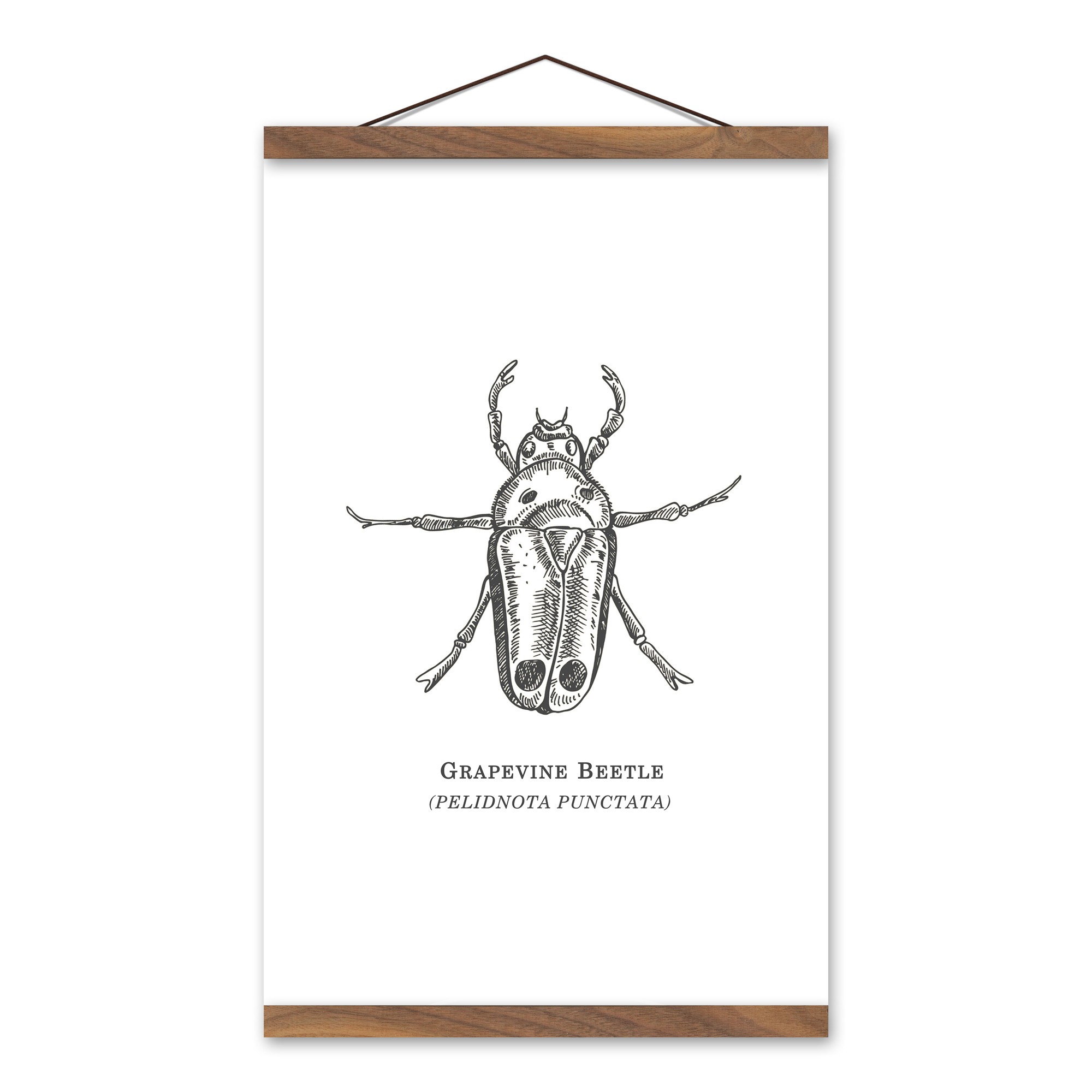 Grapevine Beetle 12x18 Teak Hanging Canvas