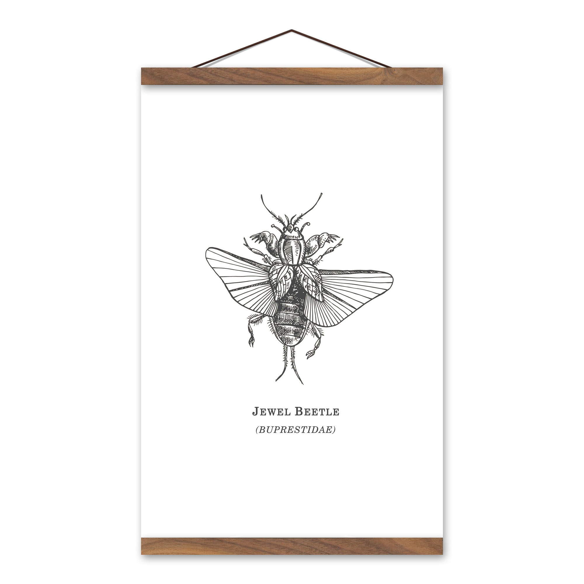 Jewel Beetle 12x18 Teak Hanging Canvas