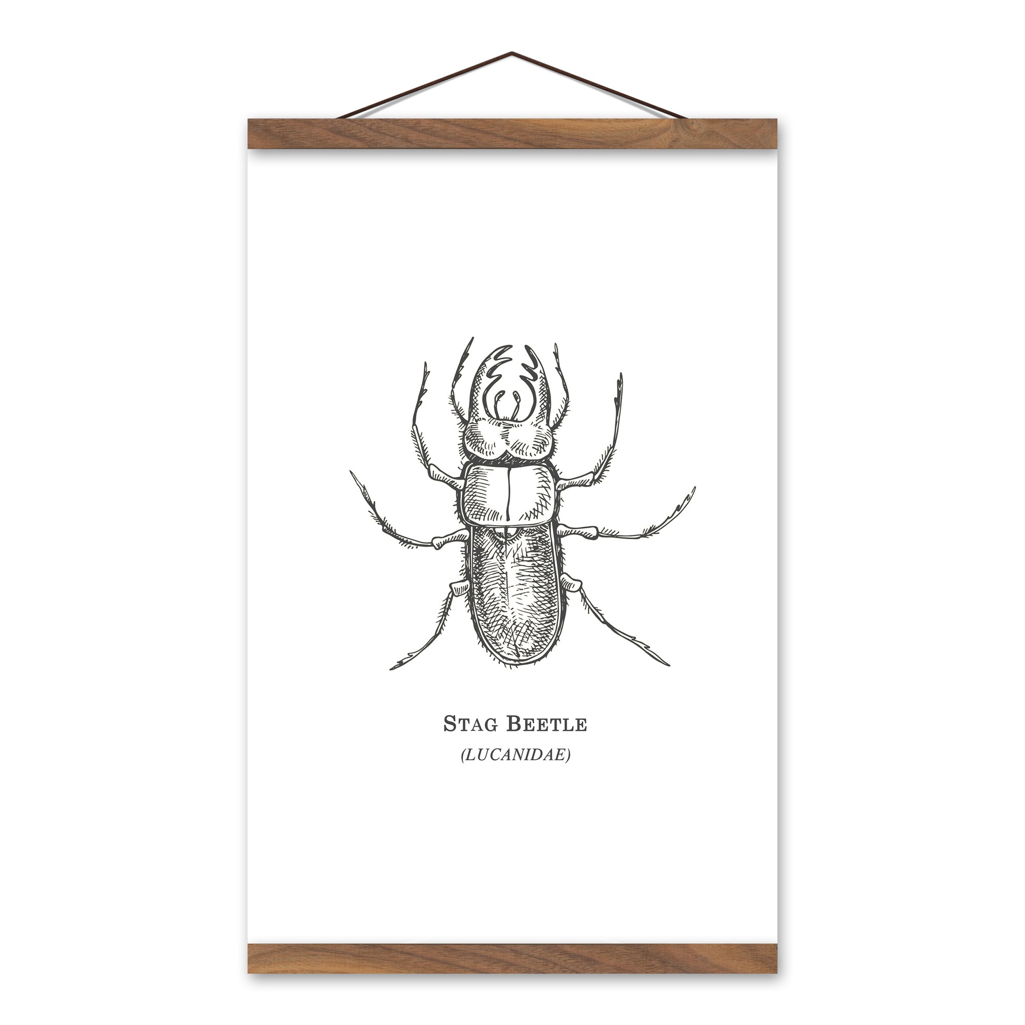 Stag Beetle 12x18 Teak Hanging Canvas