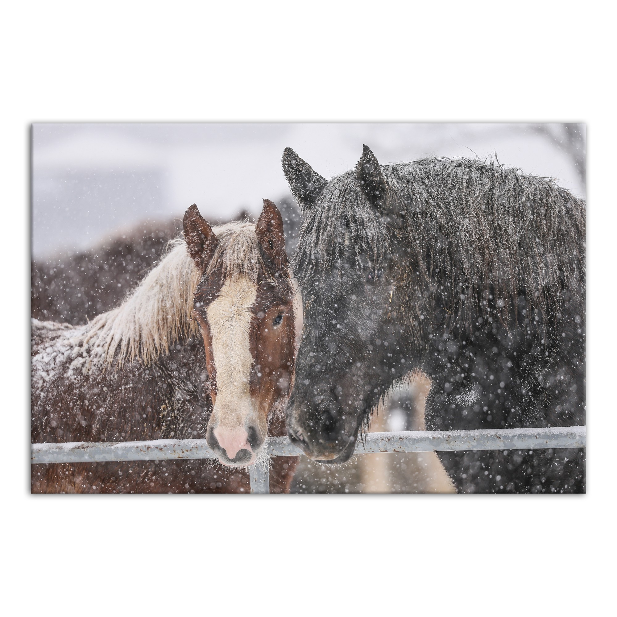 Snowy Horses  24x16 Canvas Wall Art