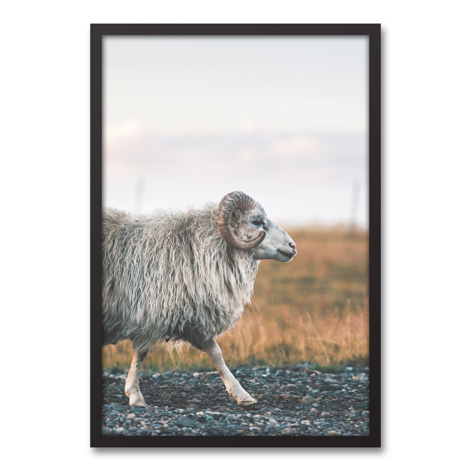 Goat Walking Photography 20x30 Black Framed Canvas
