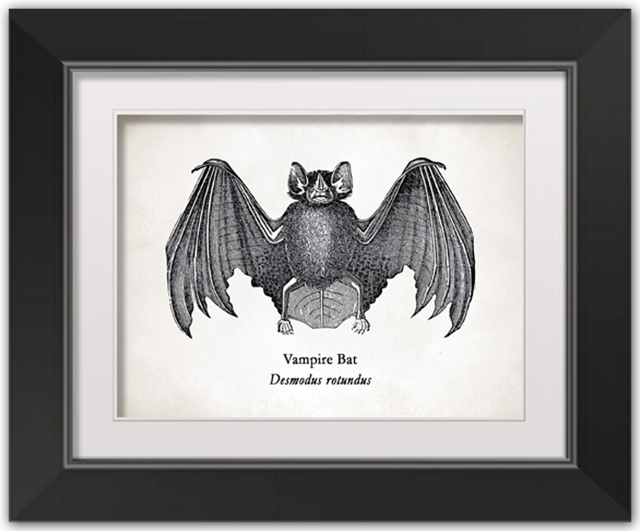 Bat 14X11 Black Framed Print Under Glass