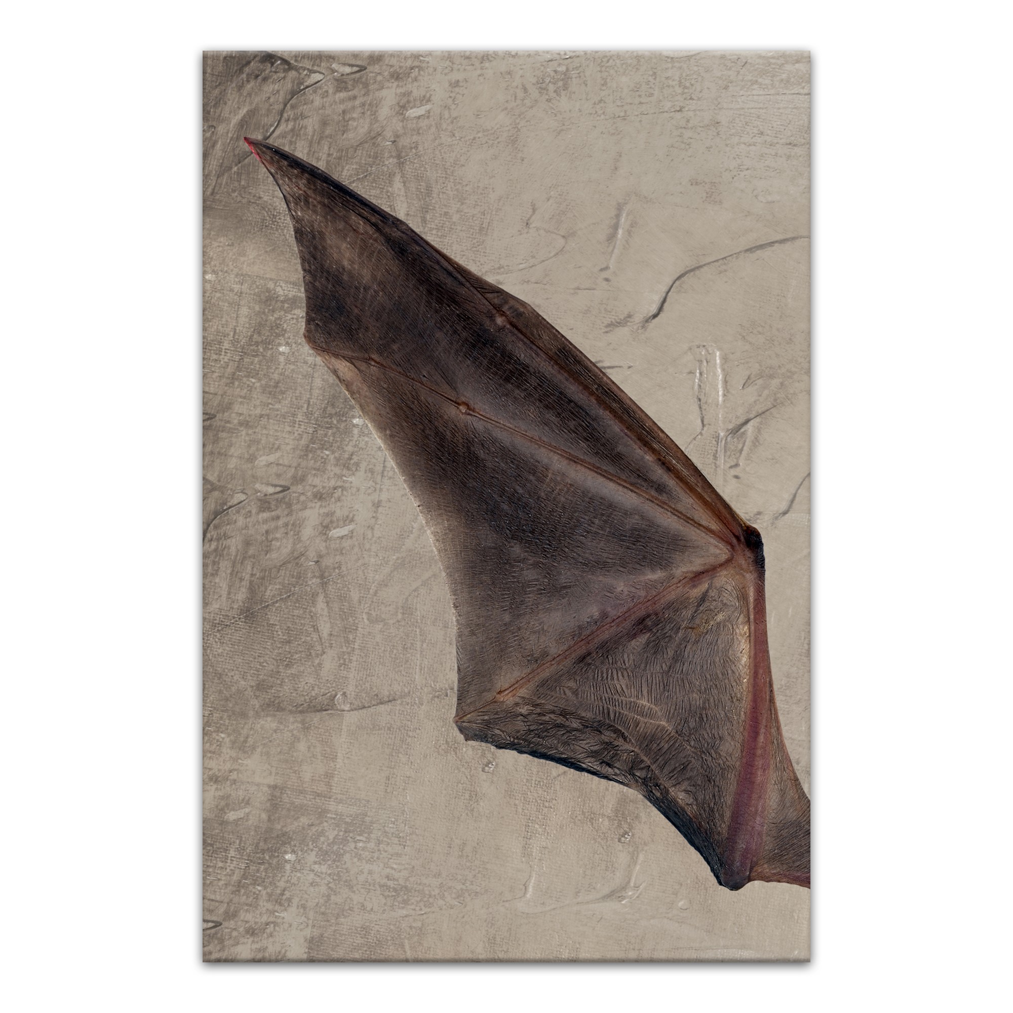 Bat Wing Left 20x30 Canvas Wall Art