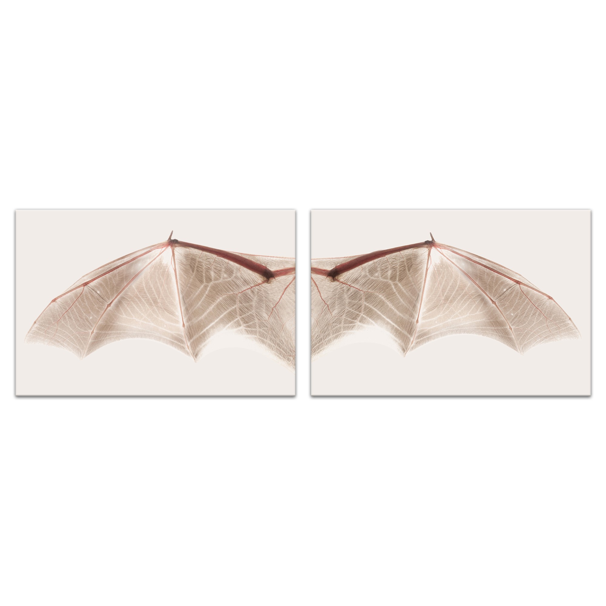 Neutral Bat Wing Cream Set 20x30 Canvas Wall Art