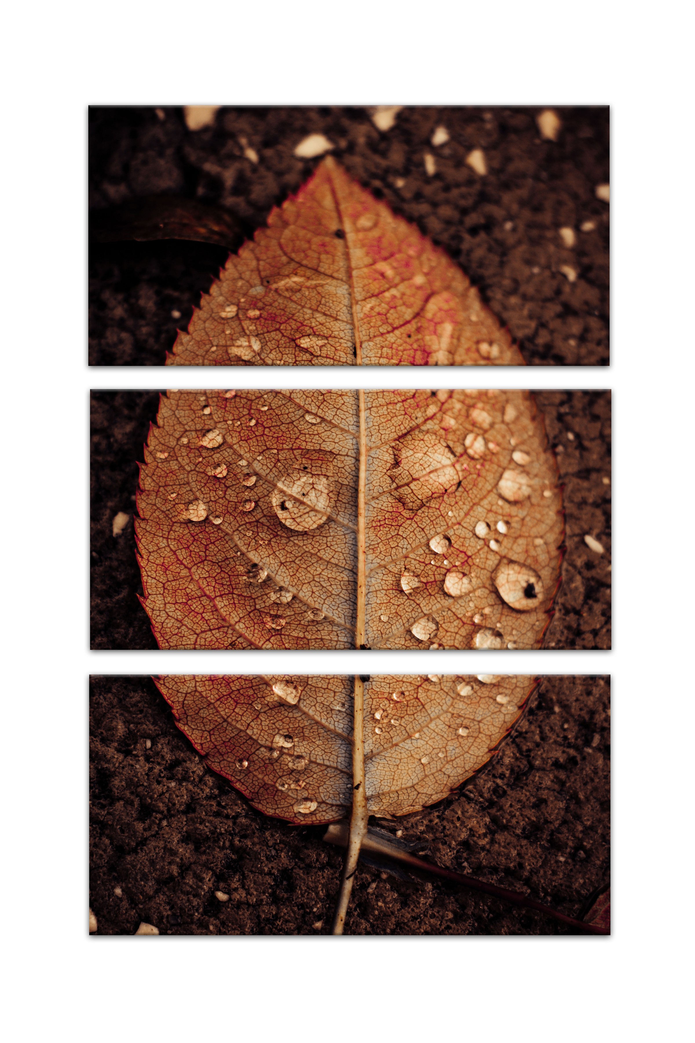 Split Brown Leaf Set 10x20 Canvas Wall Art