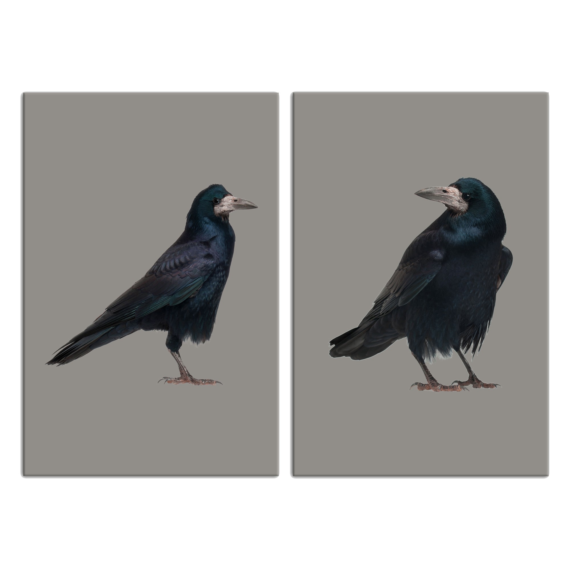 Crow Tan Set 24x36 Canvas Wall Art