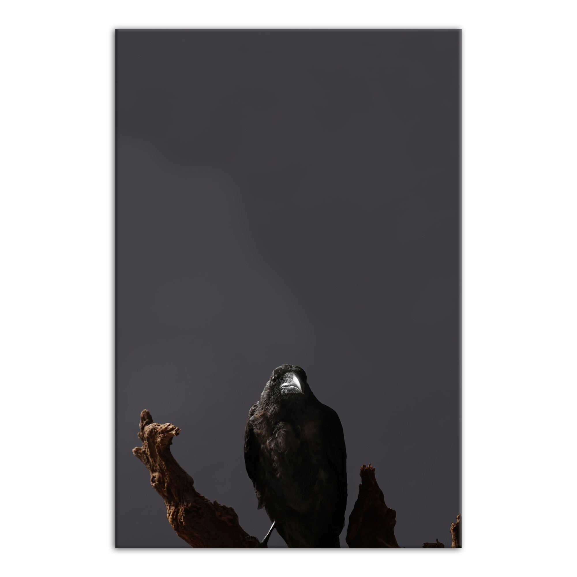 Creepy Crow Branch Left 24x36 Canvas Wall Art