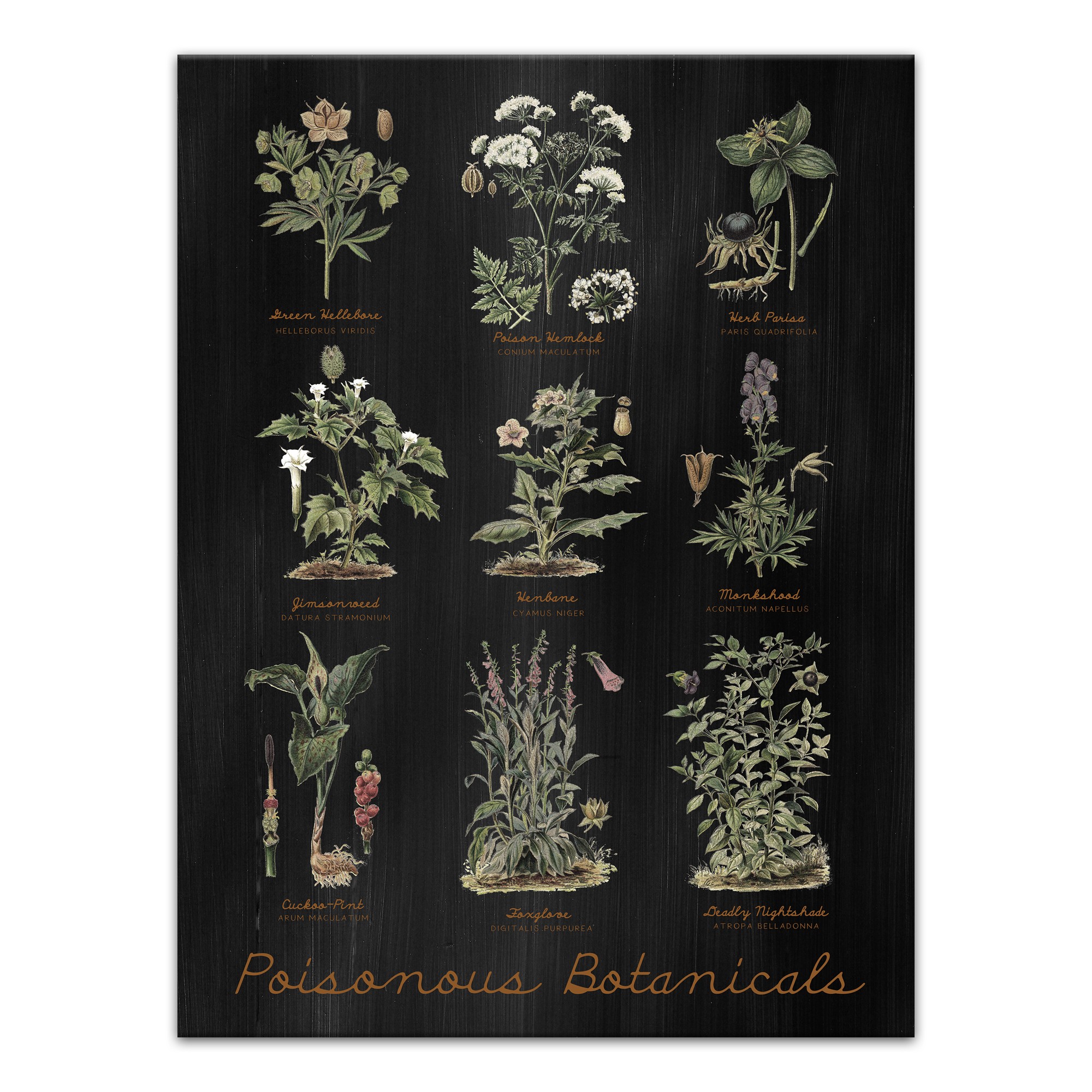 Deadly Plants 18 x 24 Canvas Wall Art