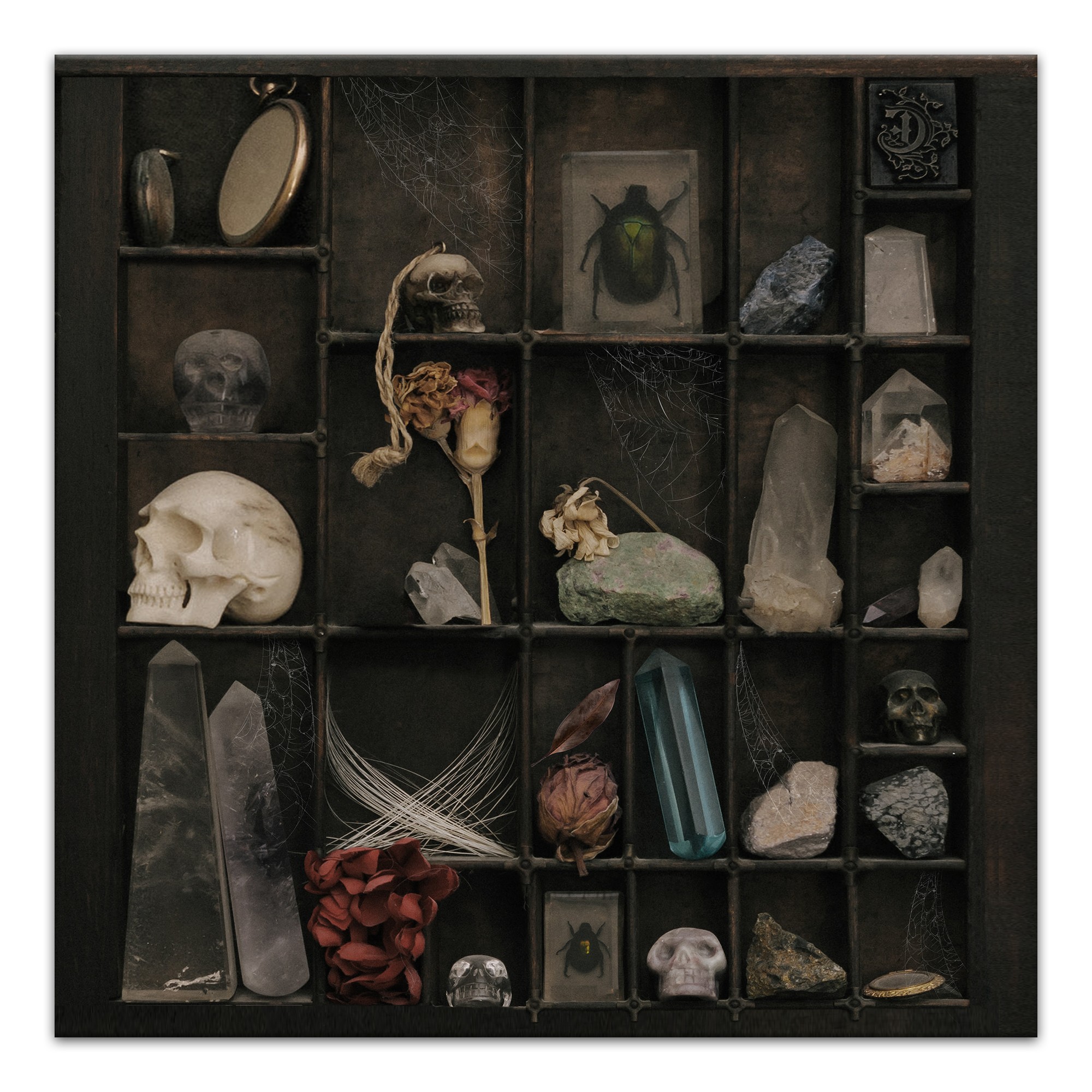 Cabinet Of Curiosities 20 x 20 Canvas Wall Art