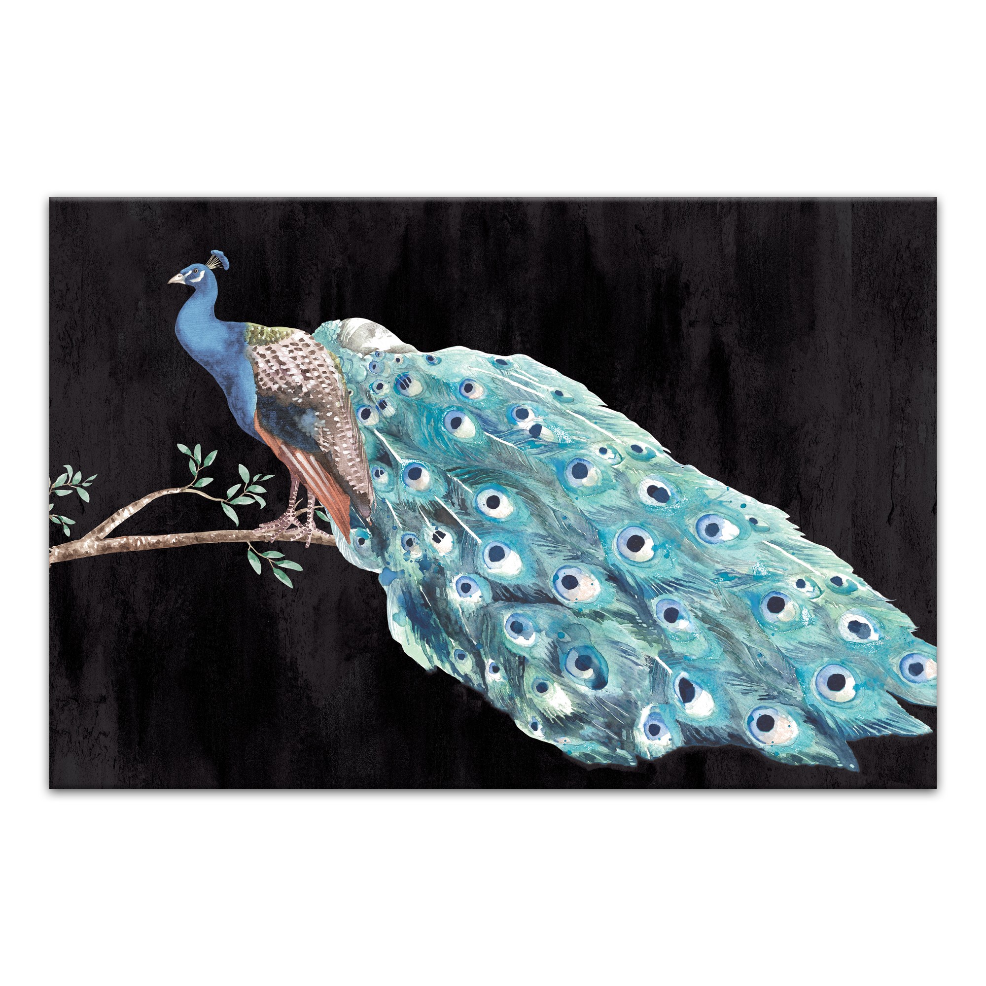 Peacock 48 x 32 Canvas Wall Art