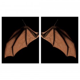 Bat Wing Set 20x30 Canvas Wall Art
