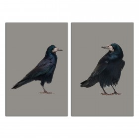 Crow Tan Set 24x36 Canvas Wall Art