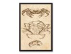 Sea Creature Diagrams Black Framed Canvas Set