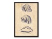 Sea Creature Diagrams Black Framed Canvas Set
