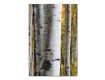 Yellow Painted Birches Canvas Set