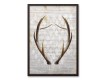 Antlers 20x30 Black Framed Canvas Set