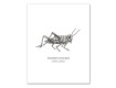 Insect Studies 11x14 Canvas Set