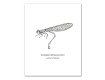 Insect Studies 11x14 Canvas Set